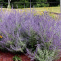 purple russian sage perovskia in a mulched garden.