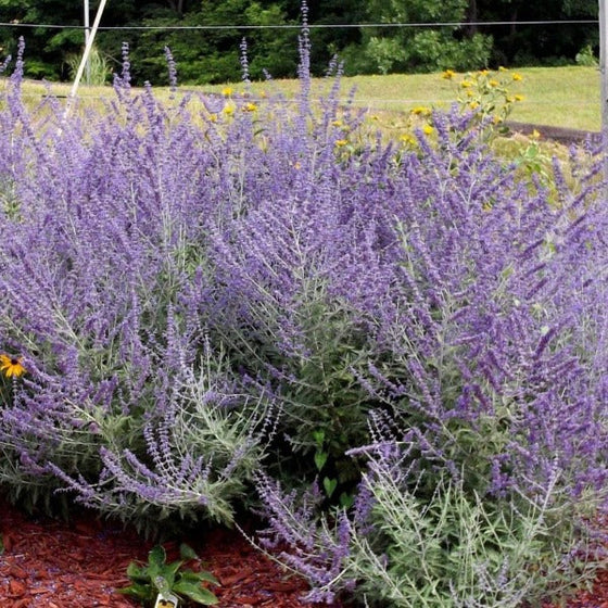 purple russian sage perovskia in a mulched garden.