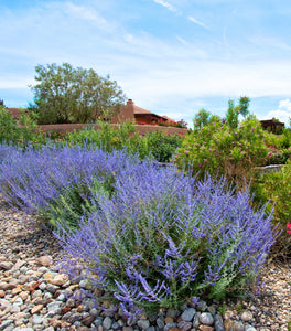 Russian Sage