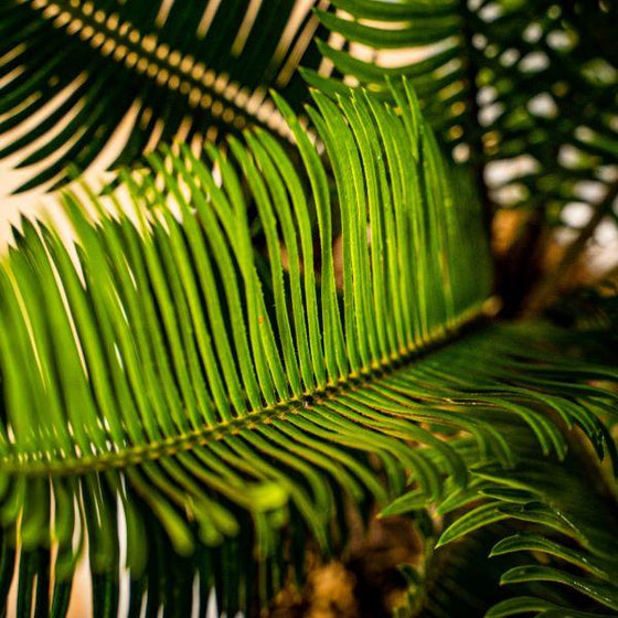 close view of Products Sago Palm Plant