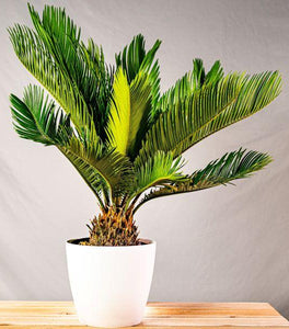 Sago Palm