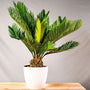 Products Sago Palm Plant in elegant white pot