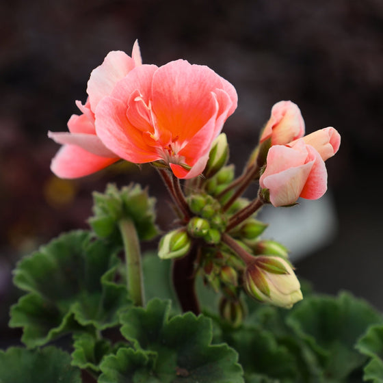 warm salmon colored flowers of the  salmon geranium