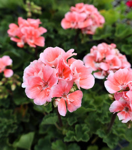 Salmon Geraniums