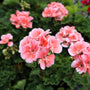 orange pink colored geraniums