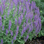 salvia blue hill has long purple flower clusters