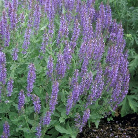 salvia blue hill has long purple flower clusters