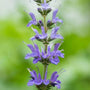 close look at the blueish purple flowers of salvia blue hill