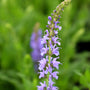 close up of blue hill salvia blooms
