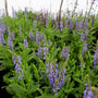 purple salvia