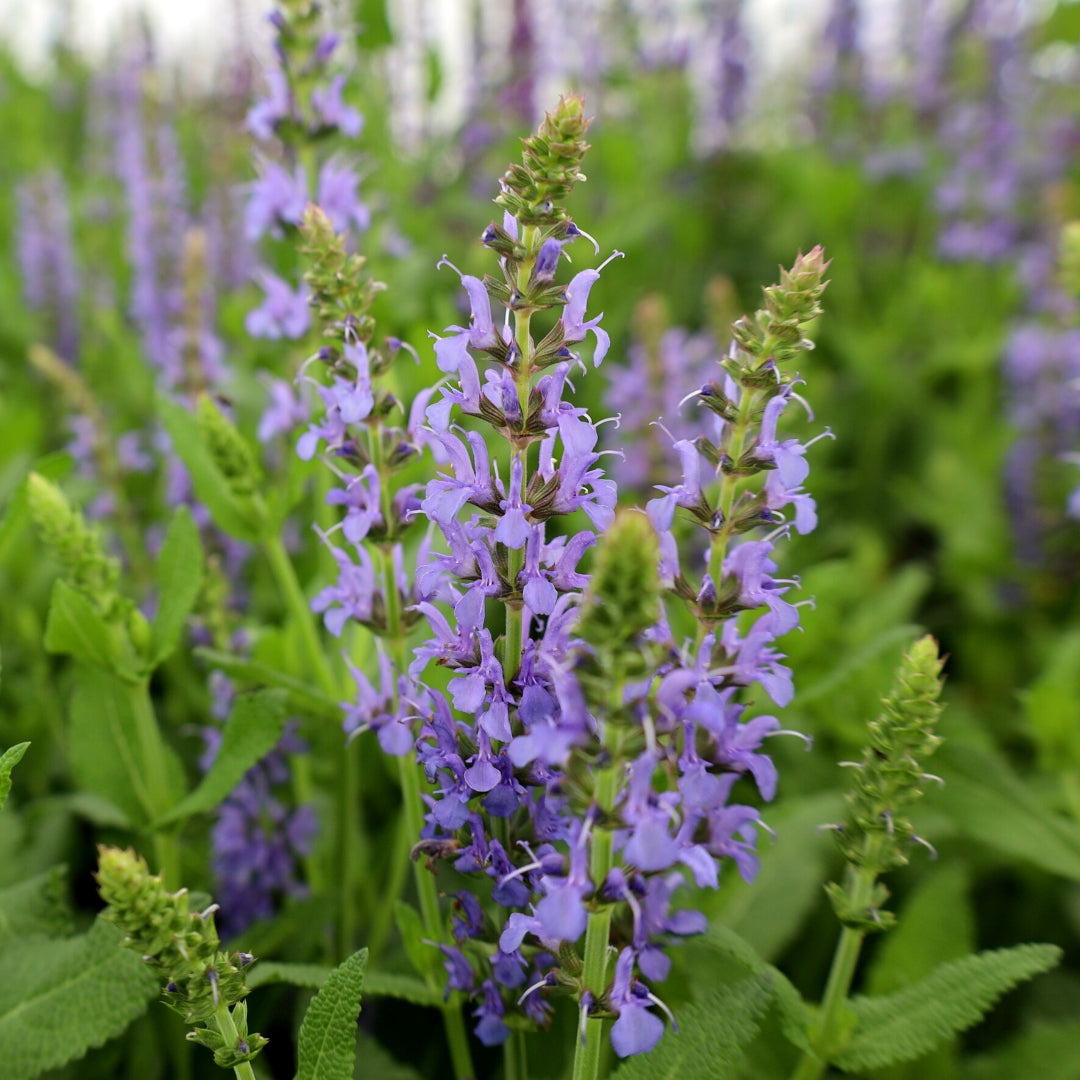 Buy Salvia Blue Hill Online | Garden Goods Direct