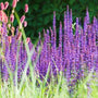 blooming purple flowers with attractive features on the salvia caradonna