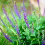 close look at long purple flower cluster of Salvia East Friesland