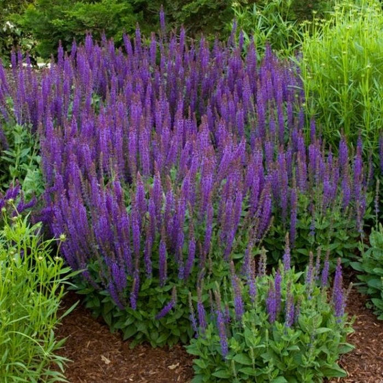 salvia east firesland comes with a densly mounded green foilage and bold texture