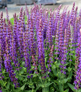 Salvia East Friesland