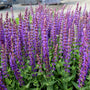 close up of vibrant salvia east friesland blooms