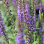 close up of east friesland salvia