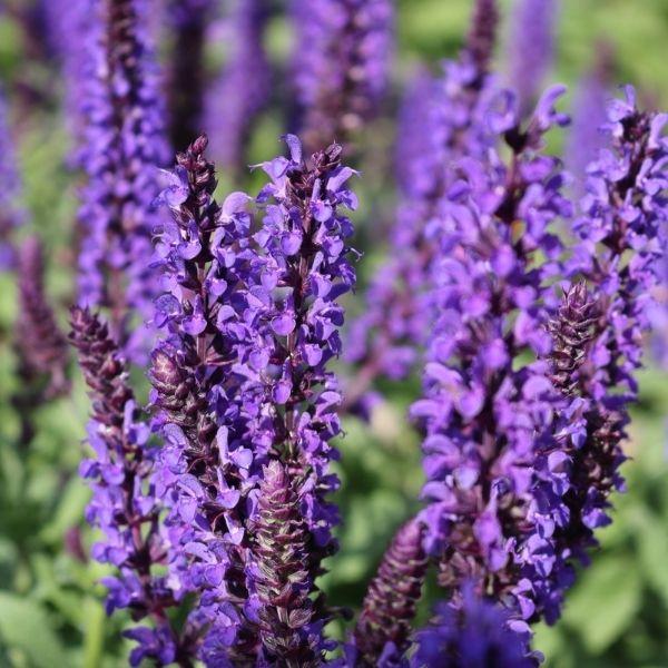 Buy Salvia Lyrical Blues Online | Garden Goods Direct