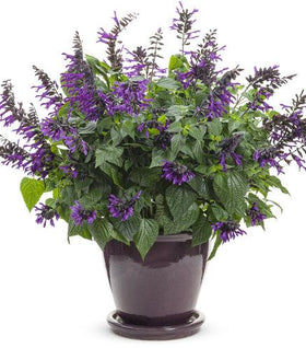 Salvia Rockin Deep Purple