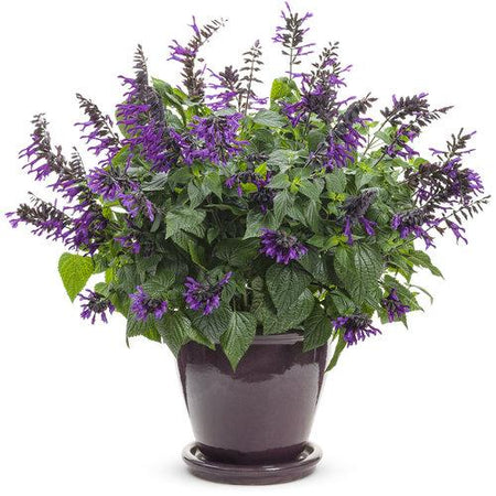 salvia-rockin-deep-purple-