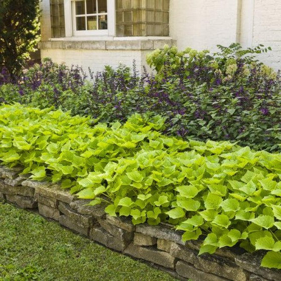 Salvia hybrid Rockin Deep Purple in the Landscape