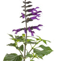 Rockin Deep Purple salvia Flowers