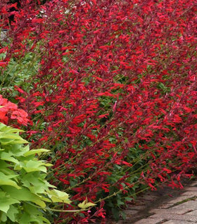 Salvia Roman Red