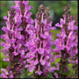 close look at the vertical flower clusters of salvia rose marvel