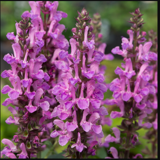 close look at the vertical flower clusters of salvia rose marvel