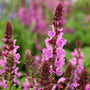 beautiful pink pollinator plant salvia rose