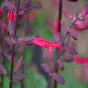 Salvia Skyscraper Dark Purple