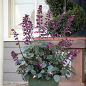 Skyscraper Dark Purple Salvia in pot