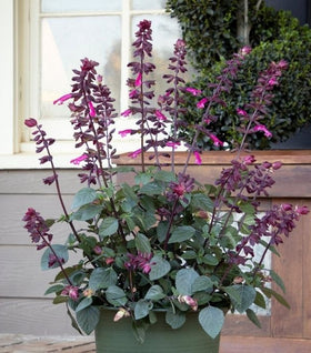 Salvia Skyscraper Dark Purple
