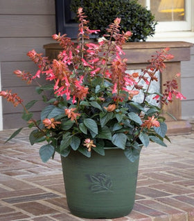 Salvia Skyscraper Orange