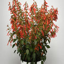Salvia skyscraper orange flowers