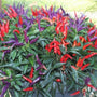 Non-hot ornamental pepper plant for family-friendly porch pots and autumn displays