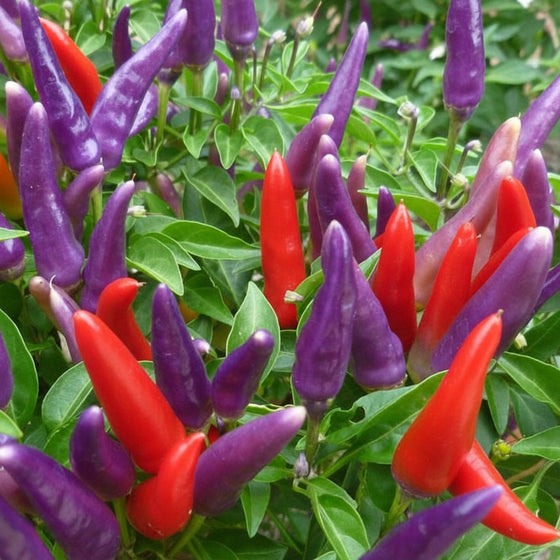 Capsicum annuum Sangria planted in a mixed fall container with mums and pansies