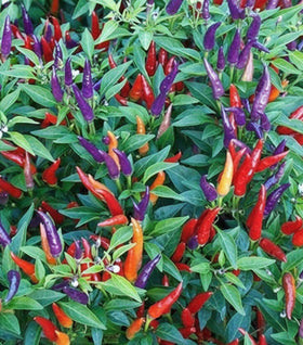 Sangria Ornamental Pepper