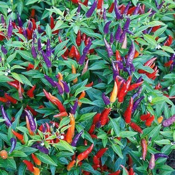 Sangria ornamental pepper