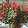 Potted Sangria ornamental pepper