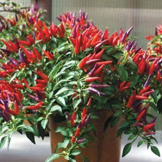 Potted Sangria ornamental pepper