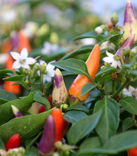 Sangria Ornamental Pepper