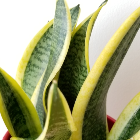 interesting leaves of snake plant futura superba