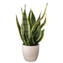 Snake Plant futura superba leaves grayish-green center with golden-yellow edges