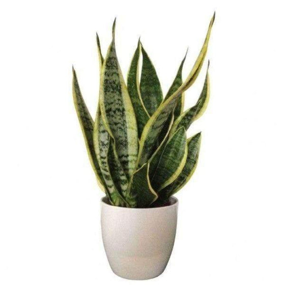 Snake Plant futura superba leaves grayish-green center with golden-yellow edges
