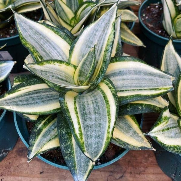 Sansevieria Hahnii Snake Plants for Sale