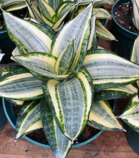 Sansevieria Hahnii Snake Plant