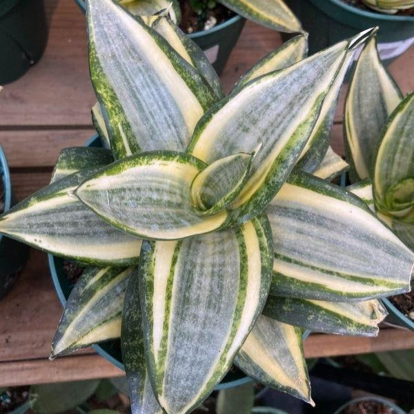 Sansevieria Hahnii Snake Plant