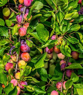 Santa Rosa Plum Tree