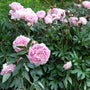 peony sarah bernhardt sold online has a plethora of pink blooms